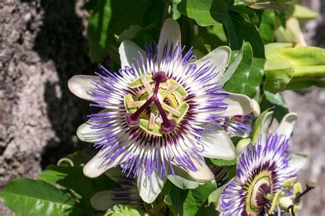 Męczennica Passiflora Kwiat Darmowe zdjęcie na Pixabay Pixabay