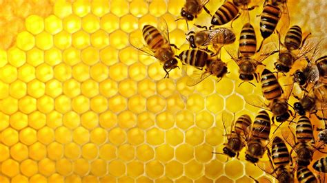 Honeycomb Wallpapers Top Free Honeycomb Backgrounds Wallpaperaccess