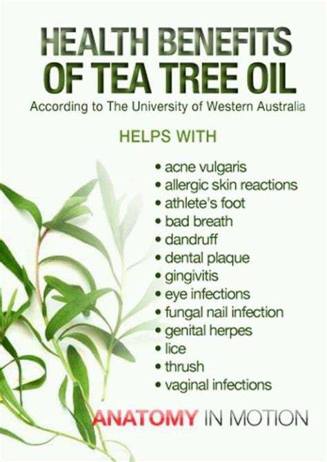 31 Amazing Benefits Of Tea Tree Oil For Skin Hair And Health Tea