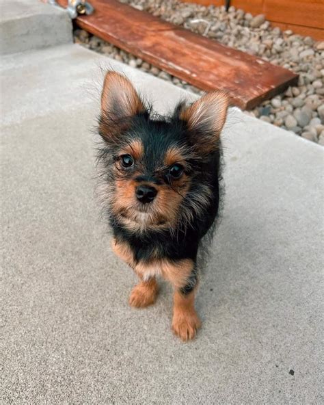 Yorkie Pom Or Porkie Yorkie And Pomeranian Mix Info Pictures Facts