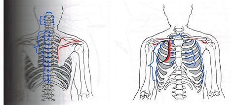 Shoulder Girdle Origins And Insertions Diagram Quizlet