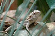 Terrarium Pour Pogona Vitticeps Le Monde Des Reptiles