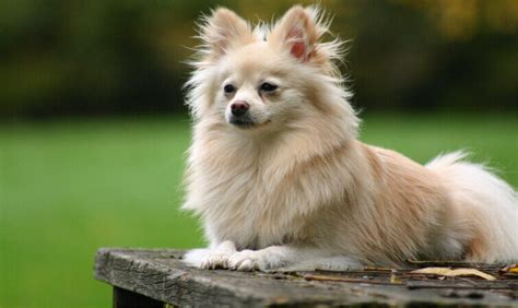 Pomeranian characteristics, appearance and pictures