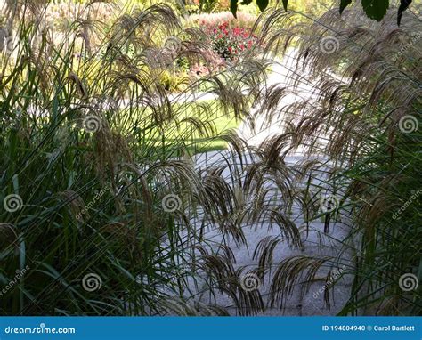 Miscanthus Nepalensis Or Himalayan Fairy Grass Photographed At Rhs