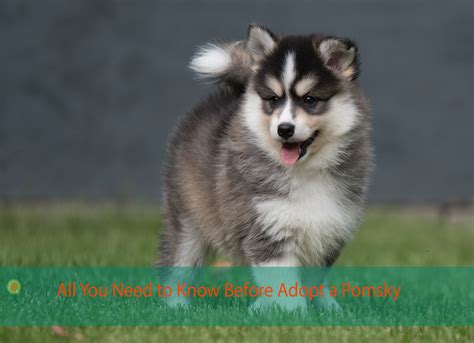 Pomsky Adoption- All You Need to Know Before Adopt a Pomsky