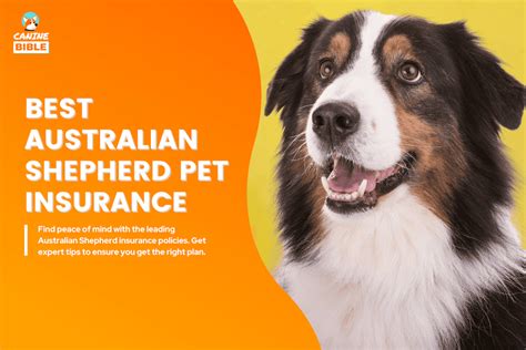 pet insurance  australian shephers  ultimate guide