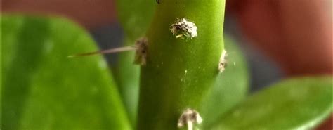 Blog - PreciousCactus