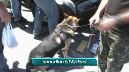 Vídeo Cão farejador da PF ajuda a localizar 79 quilos de maconha em PE