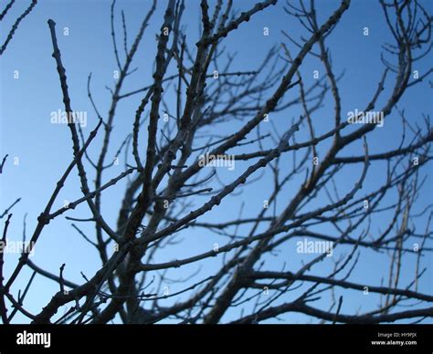 A deciduous tree in Autumn Stock Photo - Alamy