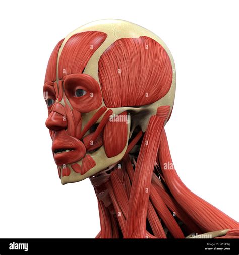 Anatomia Volto Immagini E Fotografie Stock Ad Alta Risoluzione Alamy