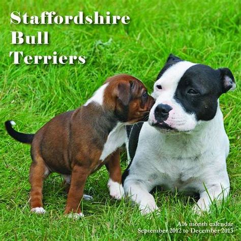 Staffordshire Bull Terriers 2014 Wall Calendar Magnum Calendars