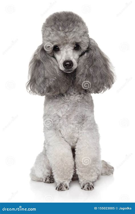 Gray Toy Poodle Dog on a White Stock Image - Image of furry, funny ...