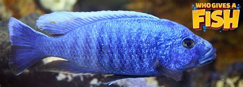 Electric Blue Cichlid - Who Gives A Fish