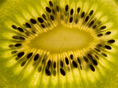 FREE IMAGE: Kiwi slice closeup | Libreshot Public Domain Photos