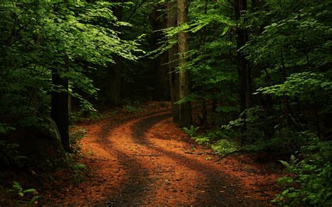 Forest Trail Wallpapers Top Free Forest Trail Backgrounds