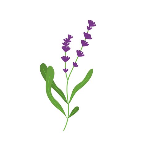 Lavender Flowers Illustration 17744452 PNG