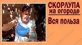 Яичная скорлупа - удобрение или мусор? - YouTube