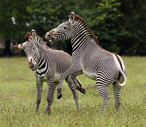 790+ Zebra Fighting Stock Photos, Pictures & Royalty-Free Images - iStock