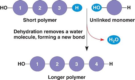 Dehydration Synthesis Vs Hydrolysis Diagram