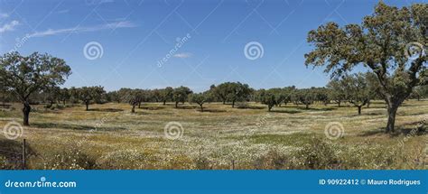 Spring Landscape in Alentejo Stock Photo - Image of blue, rural: 90922412