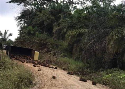 Akibat Jalan Belum Diaspal Truk Muatan Sawit Terguling Di Gunung