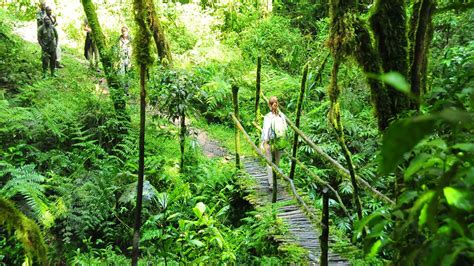 Forest Walks Hiking Trails In Nyungwe Forest National Park Rwanda Trip