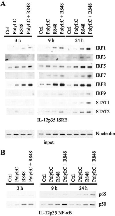 Binding Of Irf Stat And Nf B Transcription Factors To Il P