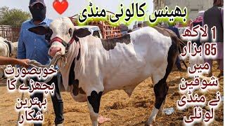 Bhains Colony Mandi Karachi Cattle Rates Update 21 Febuary 2024 Cow