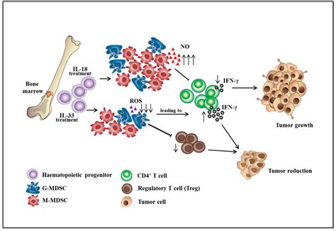 Ijms Free Full Text Understanding The Differentiation Expansion