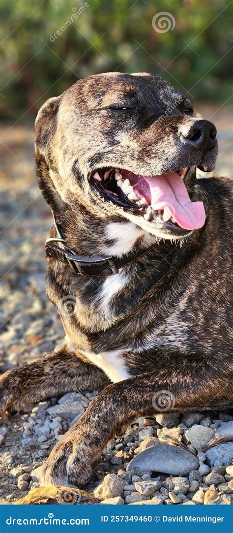 Dog Panting Heavily stock photo. Image of snout, heavily - 257349460