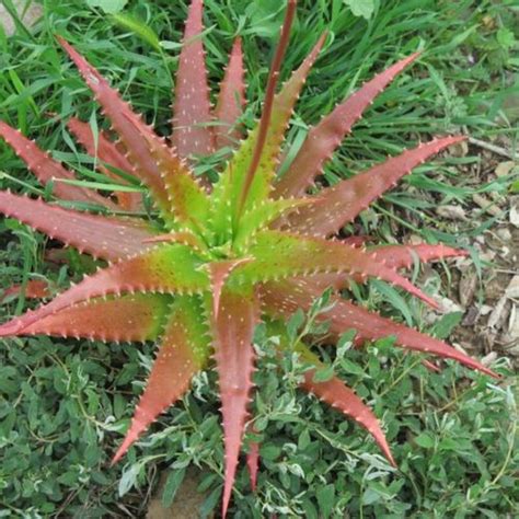 Sunset Aloe Aloe Dorotheae In The Aloes Database