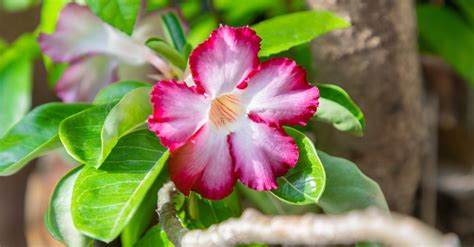 Planta Que Floresce O Ano Todo - 7 Plantas que florescem o ano todo