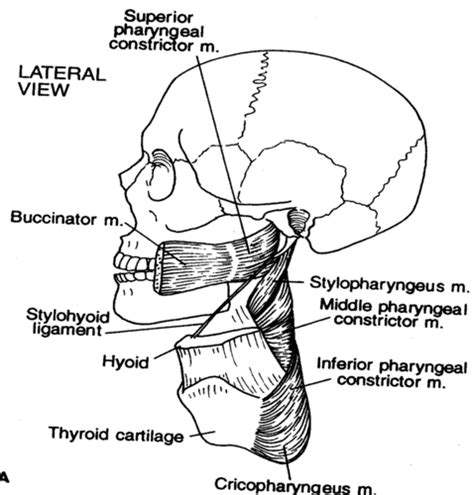 Csd 155 Exam 3 Anatomy And Physiology Of Articulation MUSCLES OF