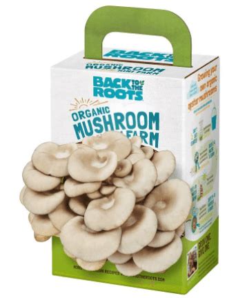 Best Mushroom Grow Kit - Mushroom Growing