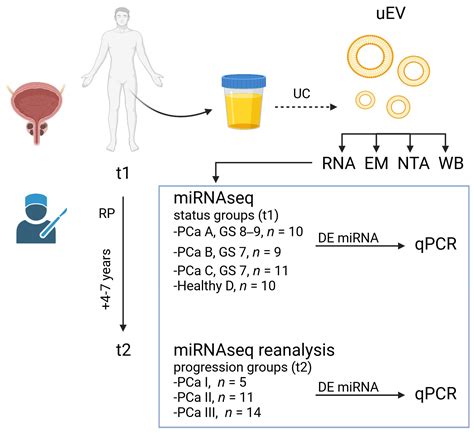 Cancers Free Full Text Exploration Of Extracellular Vesicle MiRNAs