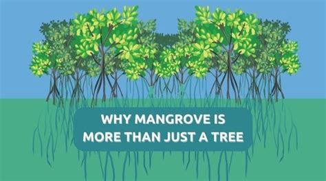 The Importance of Mangroves in Ecosystems - Earth How