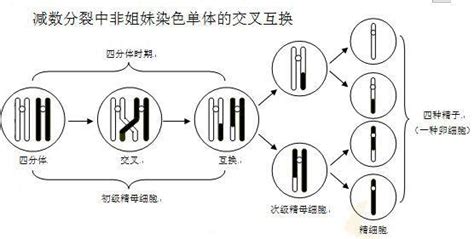 为什么夫妻染色正常，胎儿却染色体异常？ 知乎