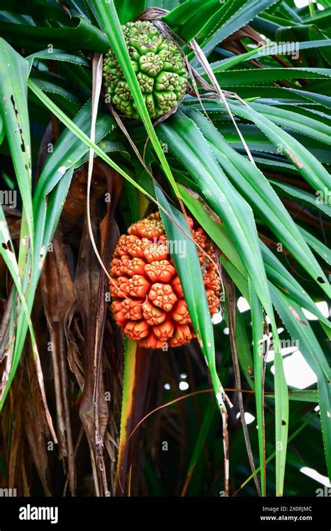 The Pandanus Fruit Also Known As The Screw Pine Belongs To The Genus