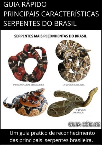 Cobrasserpentes Guia R Pido Principais Caracter Sticas Serpentes Do Brasil