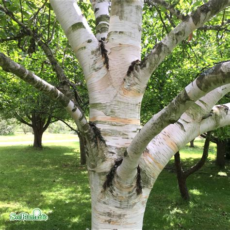 Betula utilis ssp jacquemontii Doorenbos Himalayabjörk