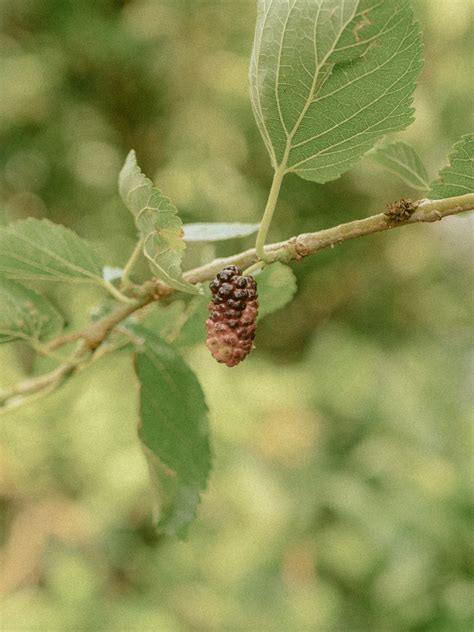 Mulberry Fruit Branch Free Photo On Pixabay