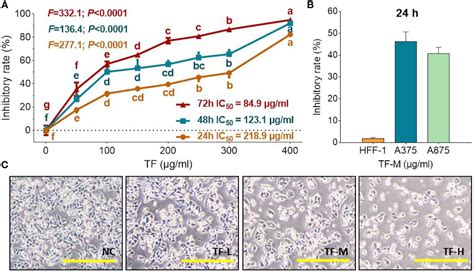 Frontiers Theaflavin Induces Apoptosis Of A375 Human Melanoma Cells