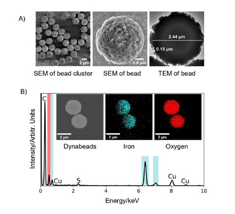 Characterization Of Dynabeads Anti Salmonella A Sem Tem Of