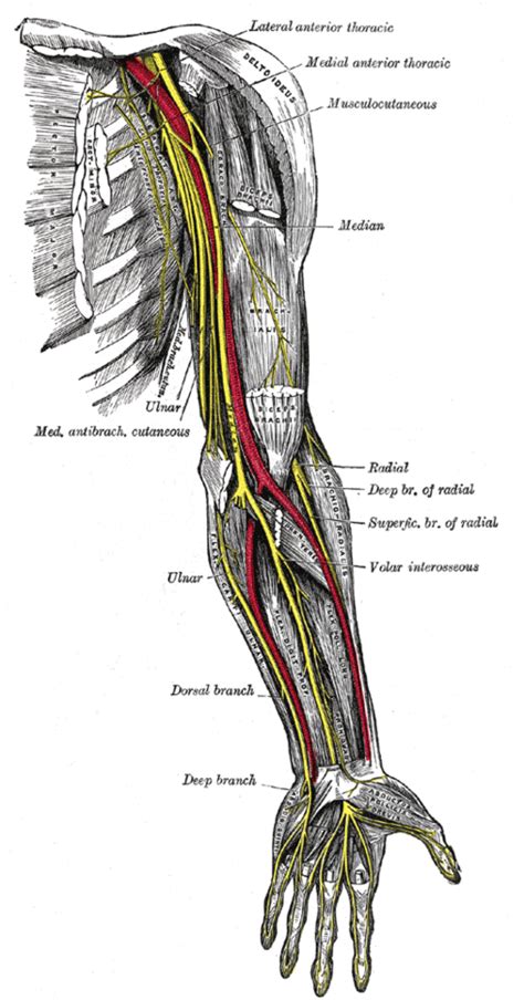 Anterior Interosseous Nerve Syndrome - Physiopedia