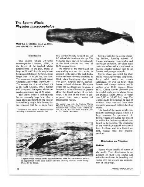 Pdf The Sperm Whale Mfr464