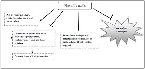 Antioxidant mechanisms of phenolic acids. | Download Scientific Diagram