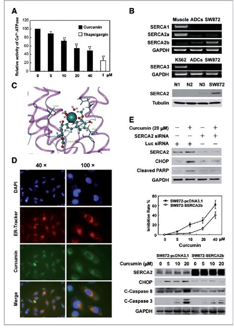 Figure 4 From Targeting Sarcoplasmicendoplasmic Reticulum Ca2 Atpase