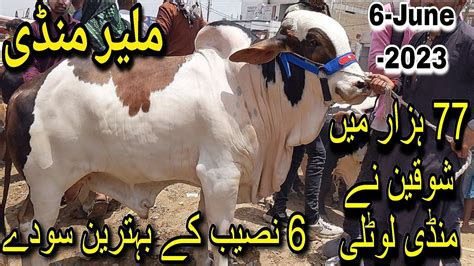 Malir Mandi Karachi Cattle Rates Update June Cow Mandi