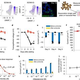 Directed Differentiation Of HPSCs Into Pronephric IM And ND Spheres A