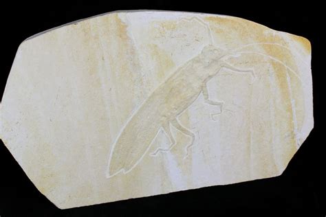 6" Giant Fossil Locust (Pycnophlebia) - Solnhofen Limestone (#22539 ...